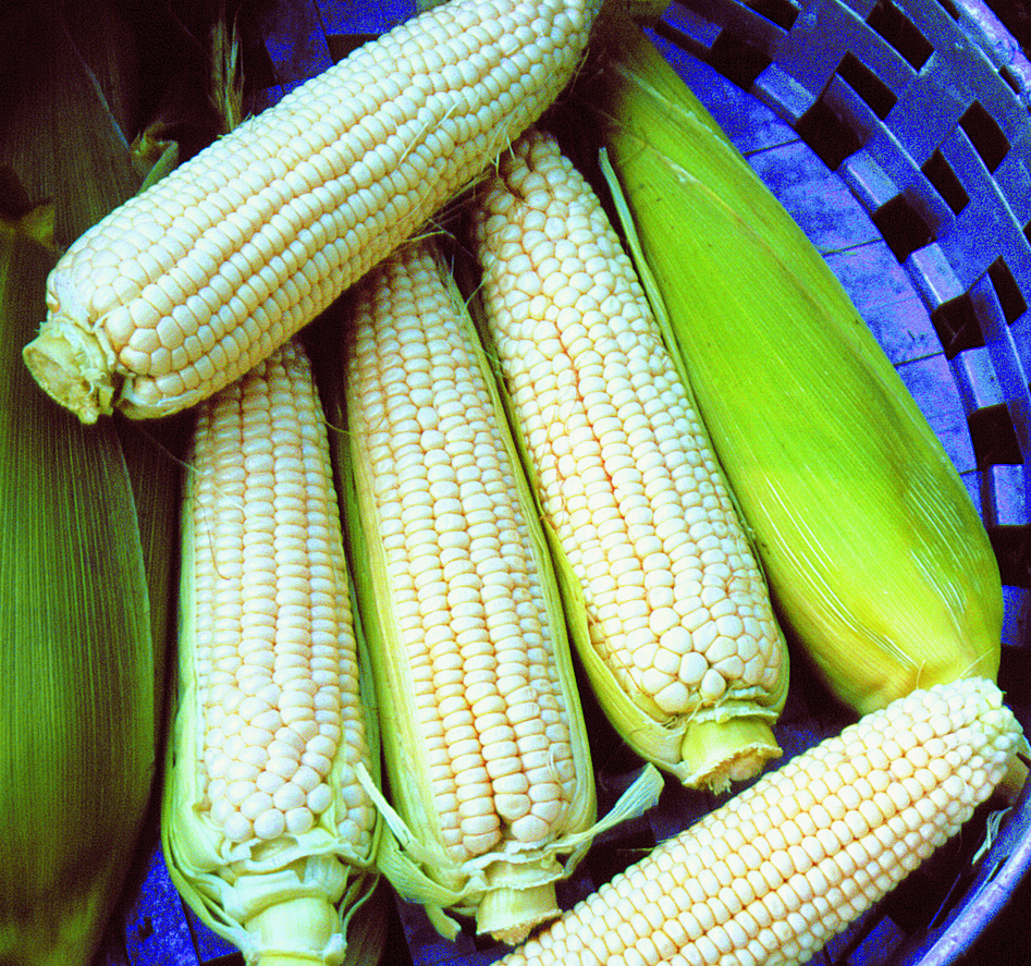 Five ears of 'Stowell's Evergreen' corn in a basket