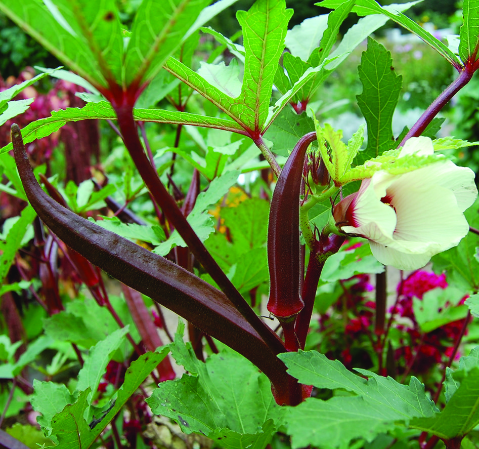 A 'Red Burgundy' okra plant with several red pods and a pale-yellow okra flower