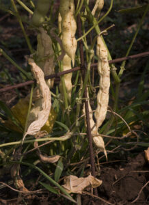 Several dried bean pods hanging from the plant