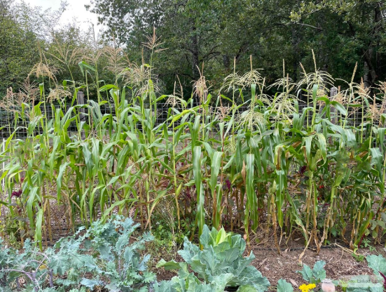 A garden with a row of 'Stowell's Evergreen' sweet corn
