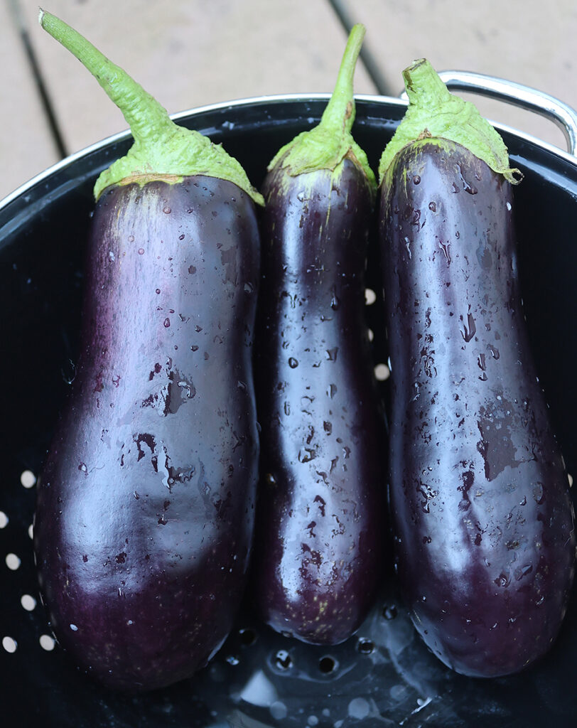 Three deep-purple 'Diamond' eggplants in a colander