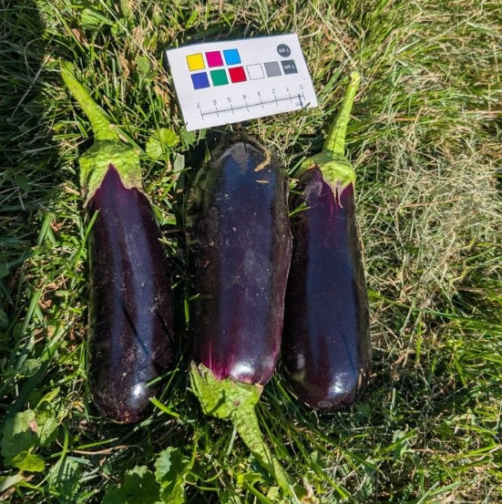 Three deep-purple 'Diamond' eggplants on the grass, with a small ruler and color swatch for scale