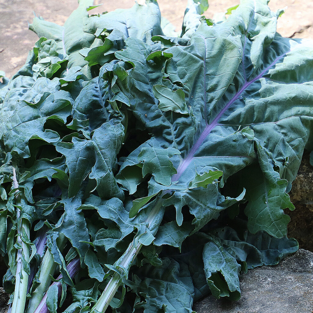 A pile of large, dark-green 'Red Russian' kale leaves with a red-purple stem on a rock surface