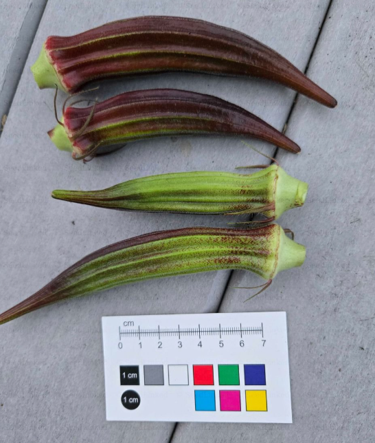 Two red and two green 'Red Burgundy' okra pods