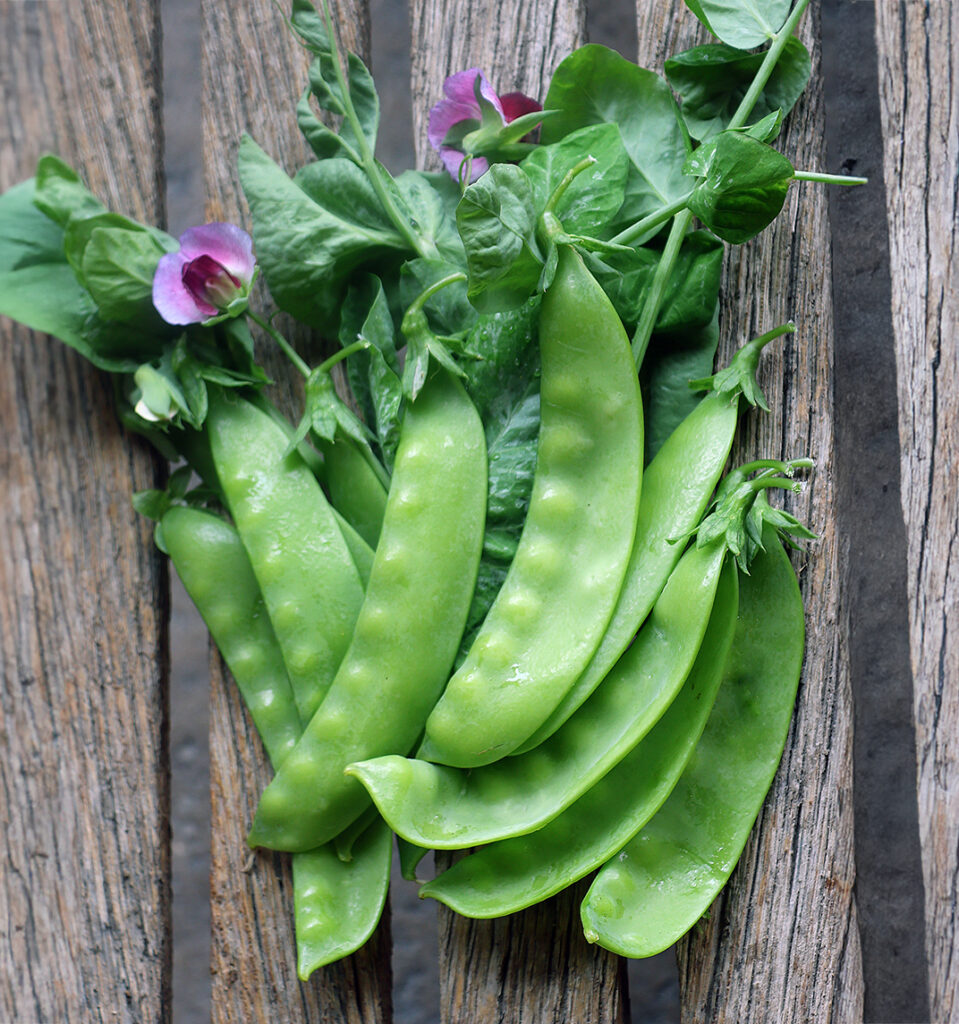 A pile of 'Green Beauty' peas with some pea greens and purple flowers