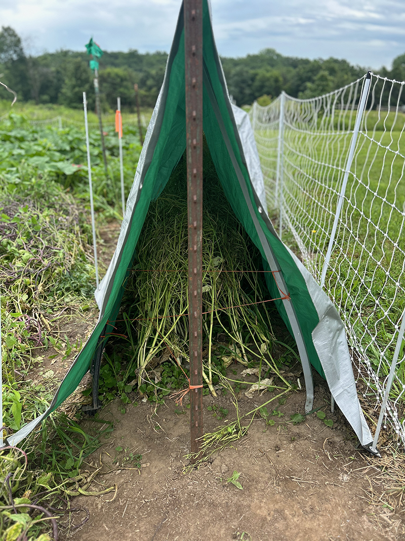 A tent made up of t-posts and a tarp shielding Asian green seed pods from rain