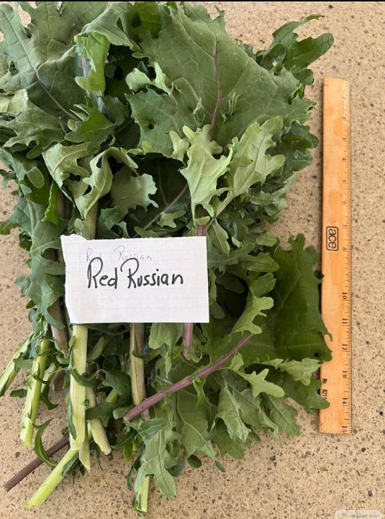 A group of 'Red Russian' kale leaves with a paper label and a ruler for scale