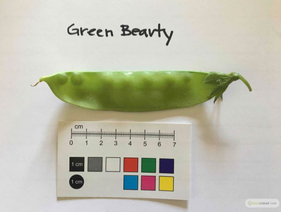 A green 'Green Beauty' snow pea pod with a small ruler and color swatch for scale