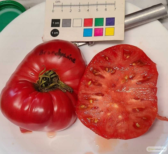 A red 'Brandywine' beefsteak tomato sliced in half to show the top and the inside, with a small ruler and color swatch for scale