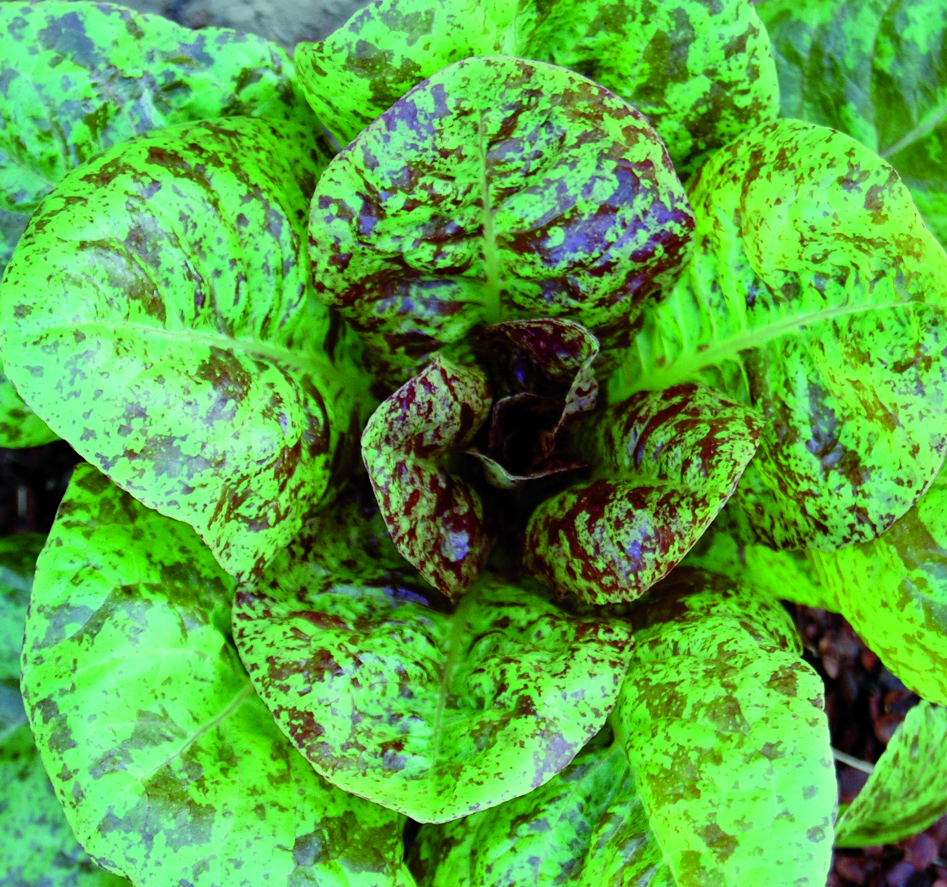 A head of 'Forellenschluss' lettuce with green, upright leaves that have specks of red on them.