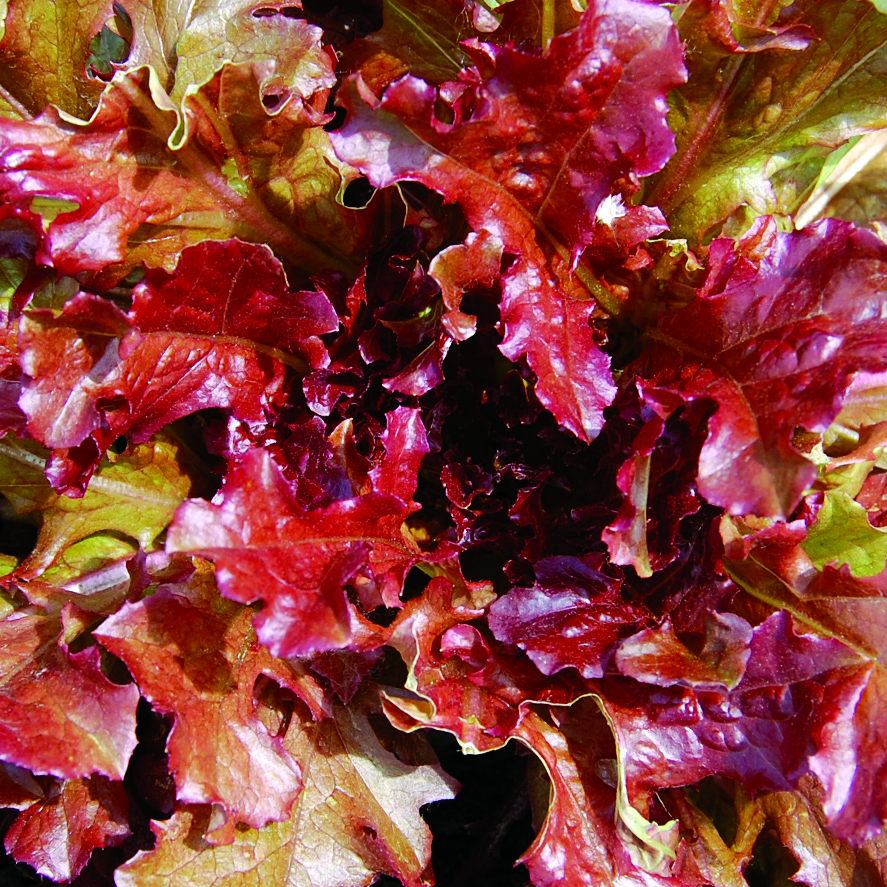 Green and red-tinged frilly, looseleaf 'Red Salad Bowl' lettuce leaves