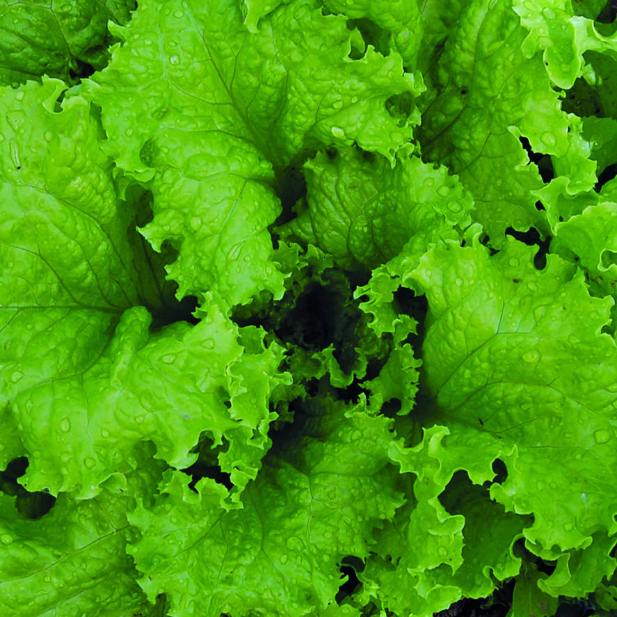 A rosette of large, frilled 'Slowbolt' lettuce leaves