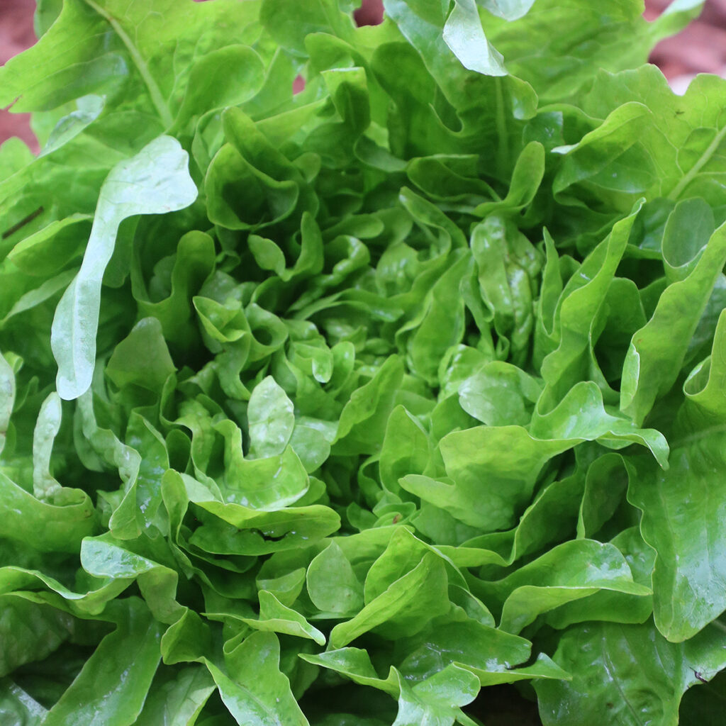 A green head of 'Baby Oakleaf' lettuce with many layers of frilly leaves