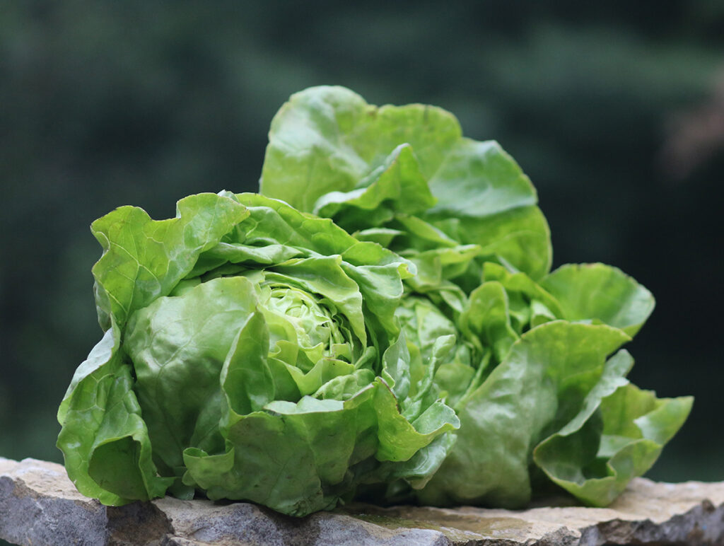 Two leafy green heads of 'Capitan' letttuce on a rock