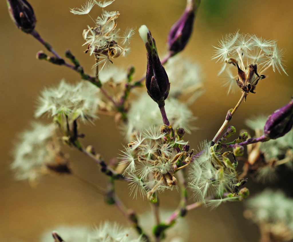 Small branches of a lettuce plant going to seed