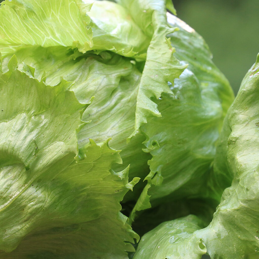 A bright-green round 'Summertime' lettuce head with toothed leaves