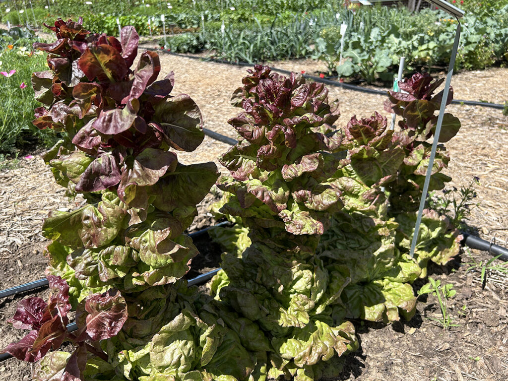 Several 'Yugoslavian Red Butterhead' lettuce plants with green and red-tinged leaves bolting in the summer heat