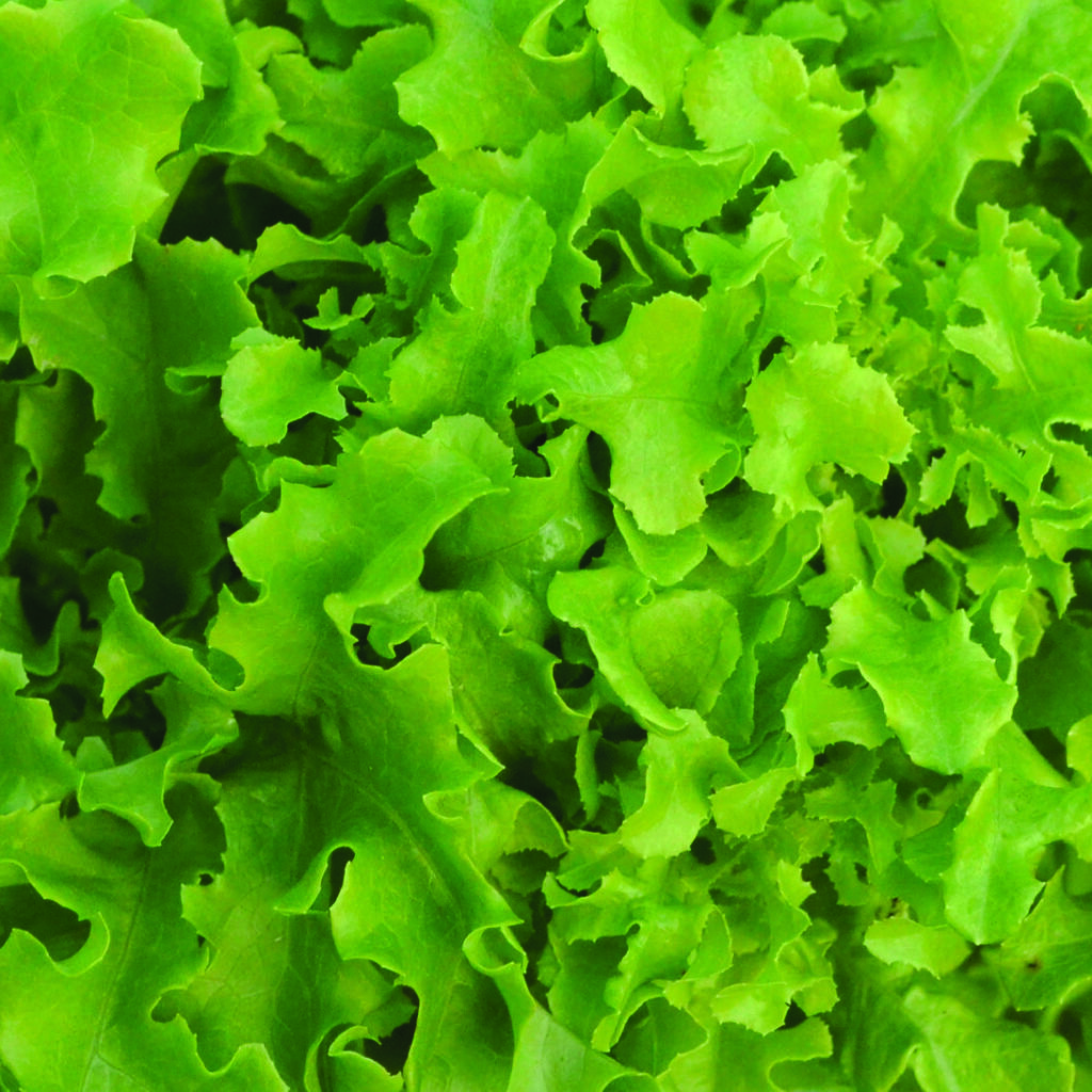Lime-green frilled 'Gold Rush' lettuce leaves