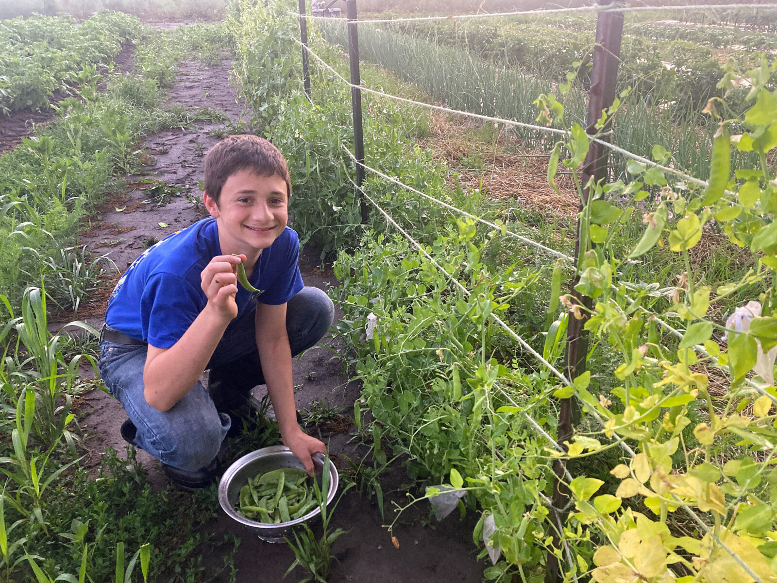 Jeremiah Joehl harvests ‘King Tut’ peas from his garden.